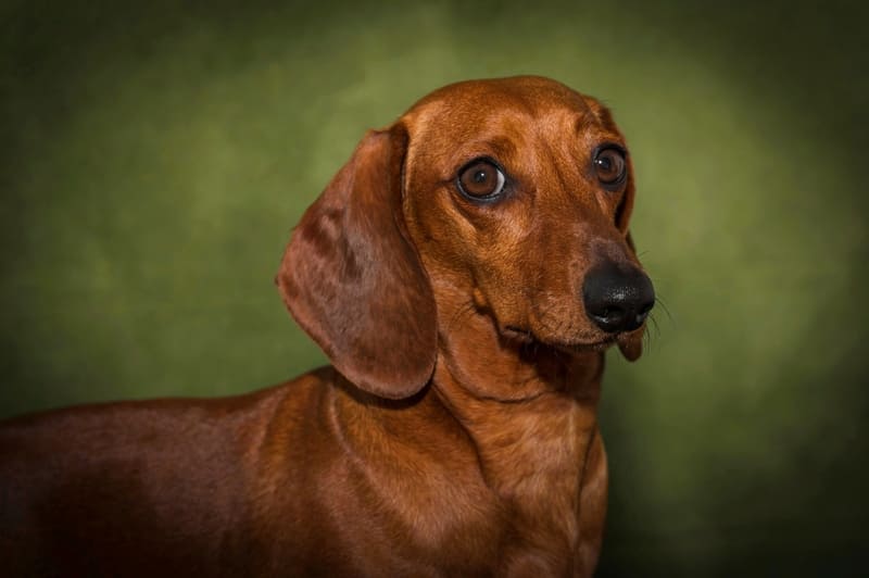 A Dachshund giving some cheeky side-eye